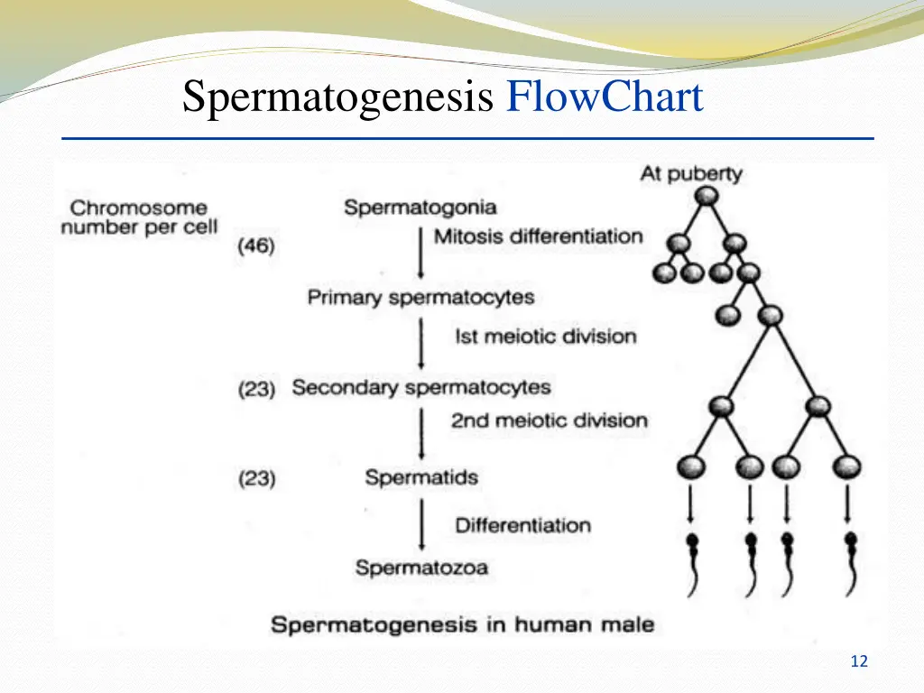 spermatogenesis flowchart