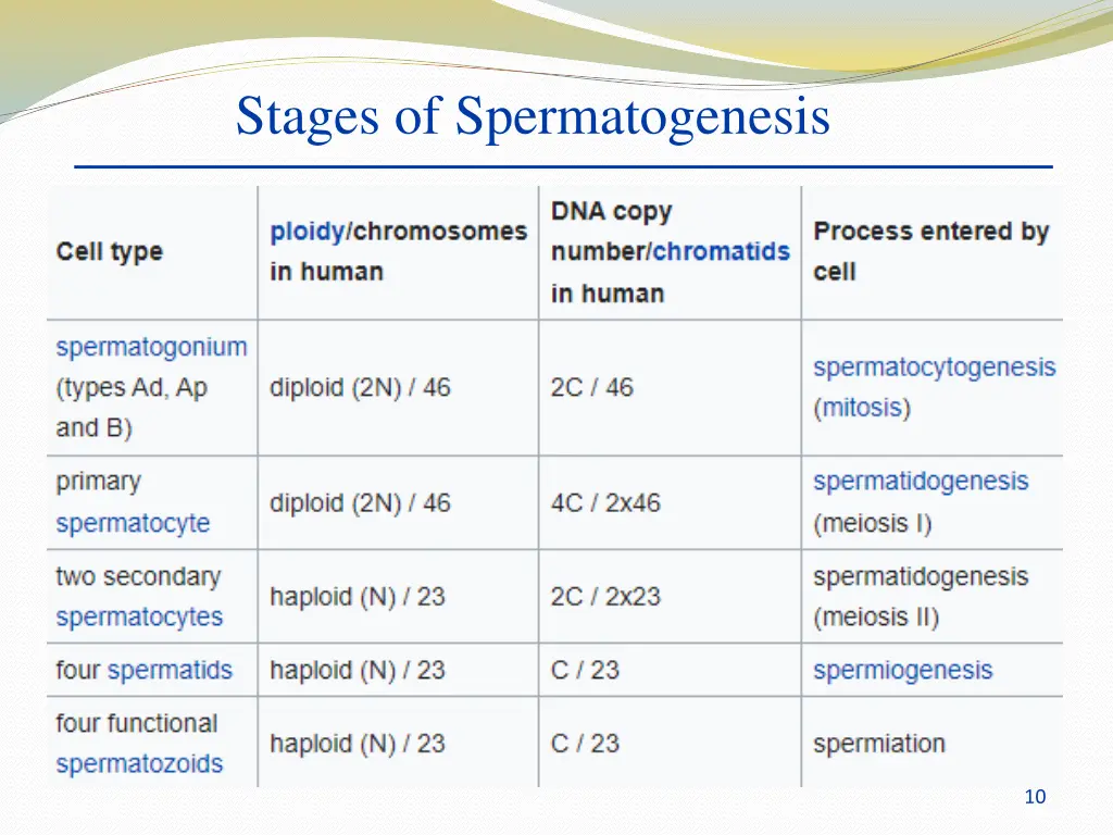 stages of spermatogenesis 1