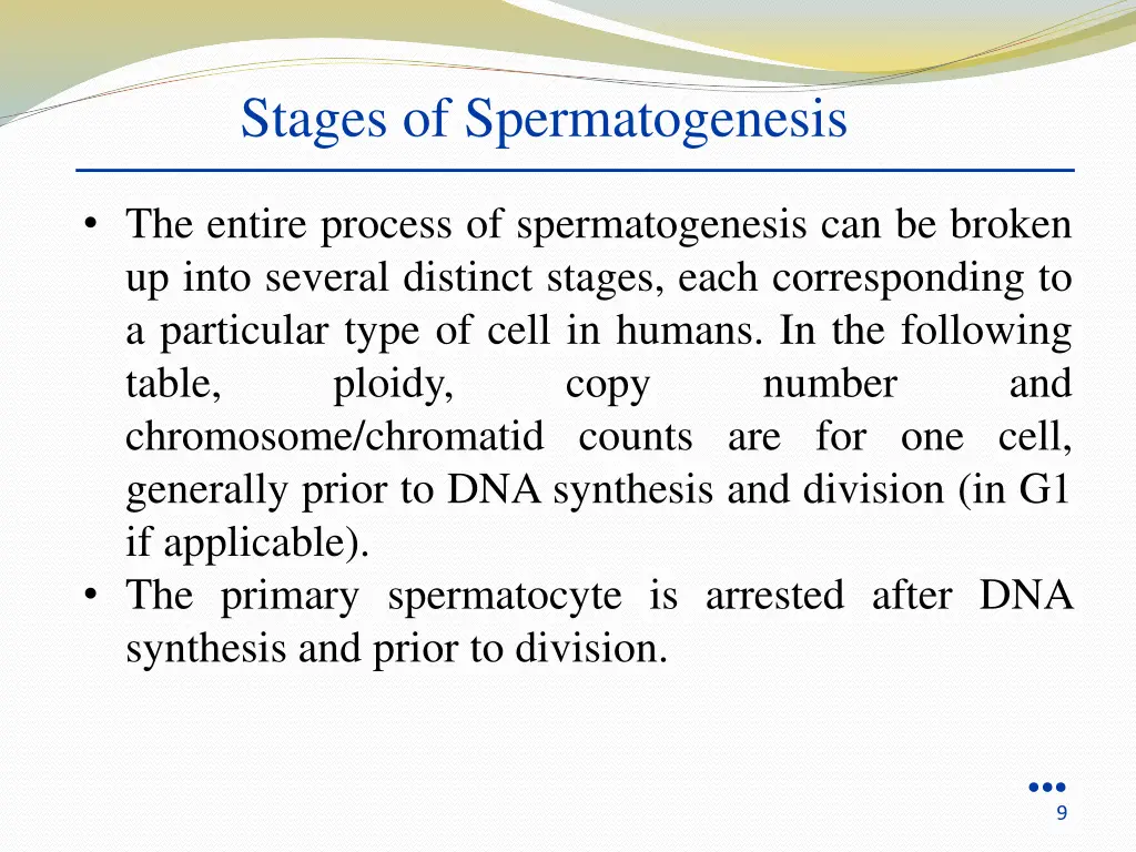 stages of spermatogenesis