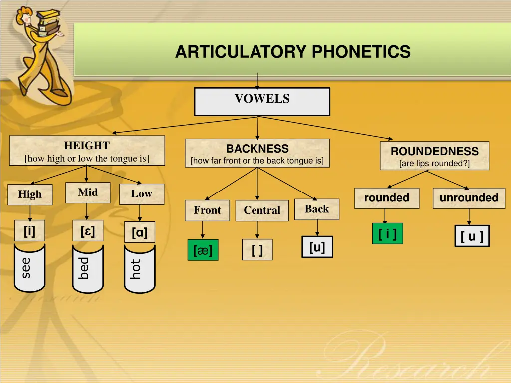 articulatory phonetics 3
