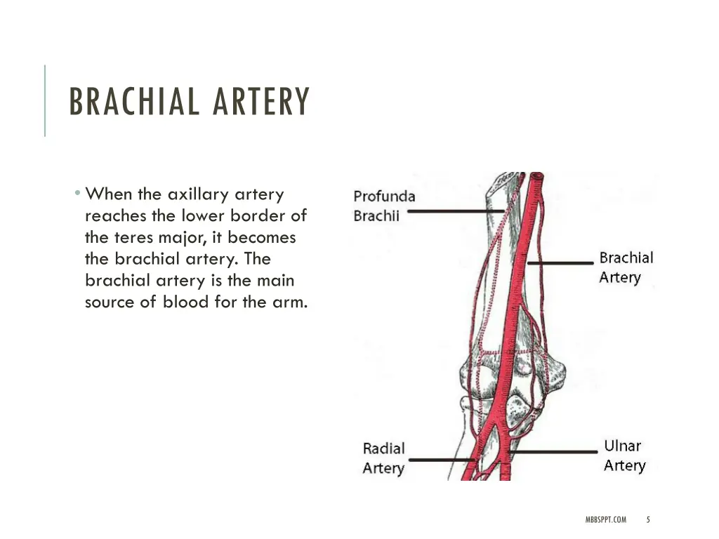 brachial artery