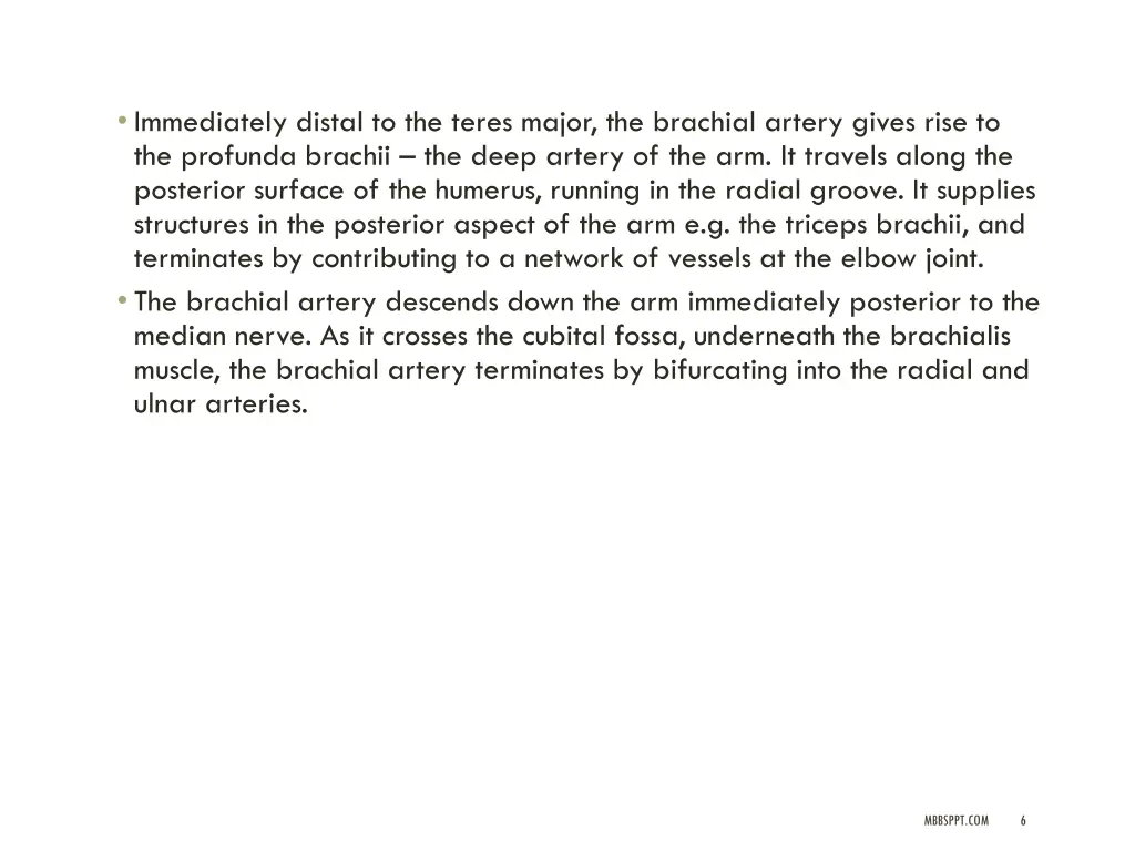 immediately distal to the teres major