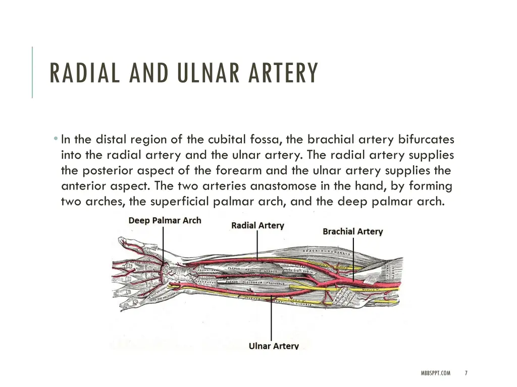 radial and ulnar artery