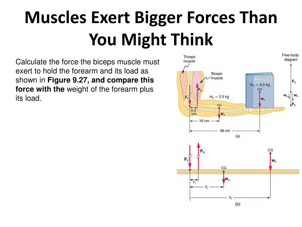 muscles exert bigger forces than you might think