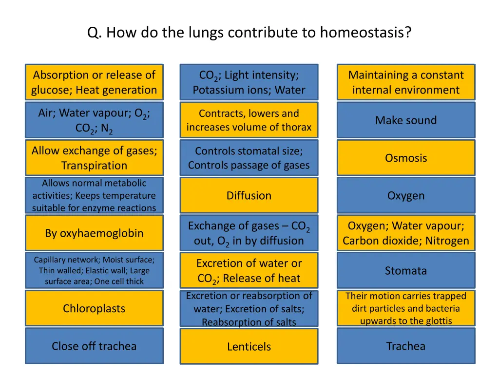 q how do the lungs contribute to homeostasis