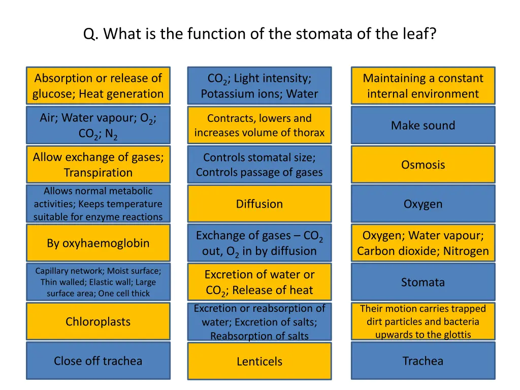 q what is the function of the stomata of the leaf