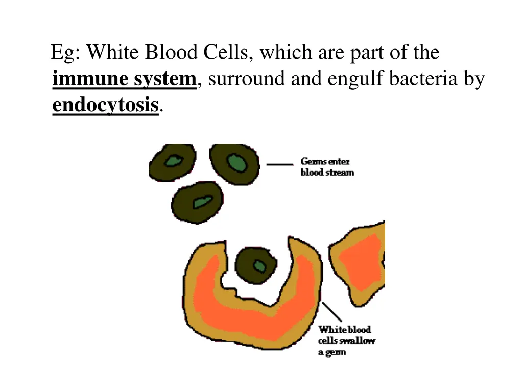 eg white blood cells which are part of the immune