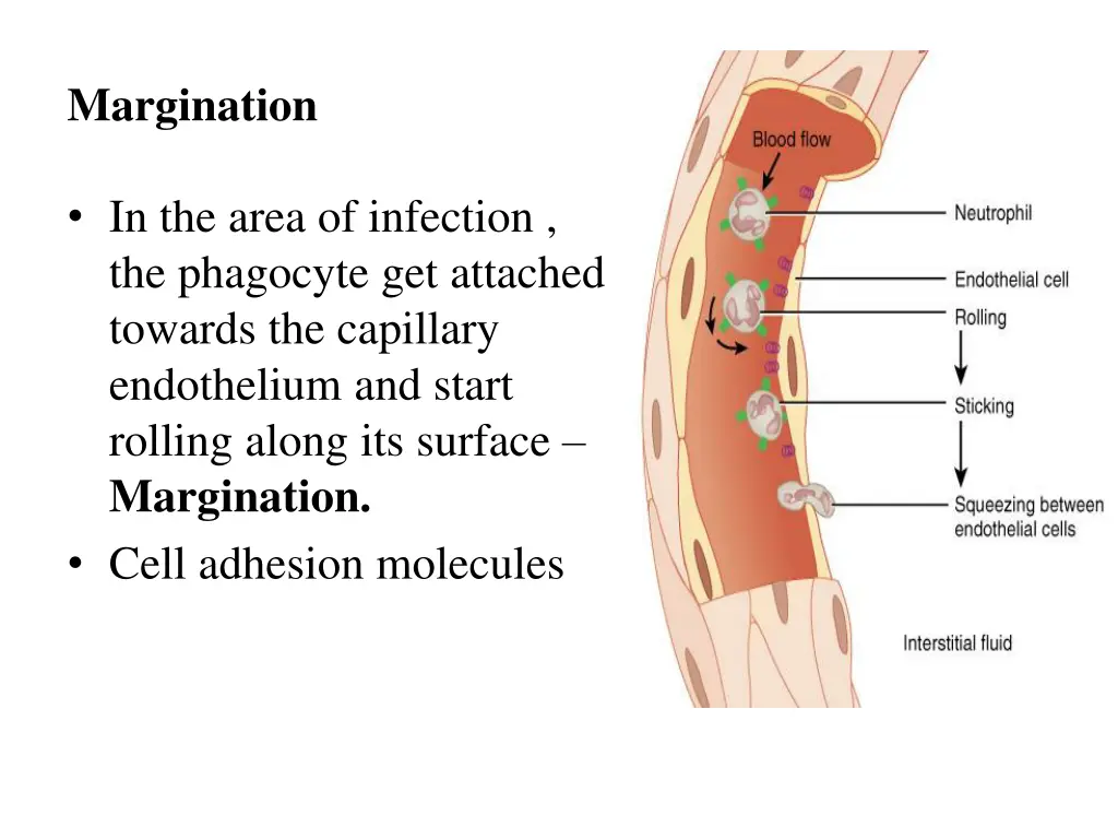 margination