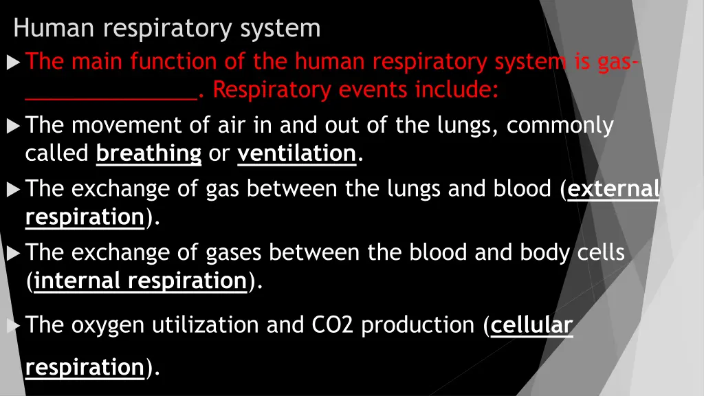 human respiratory system the main function