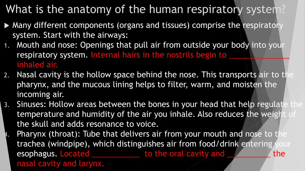 what is the anatomy of the human respiratory