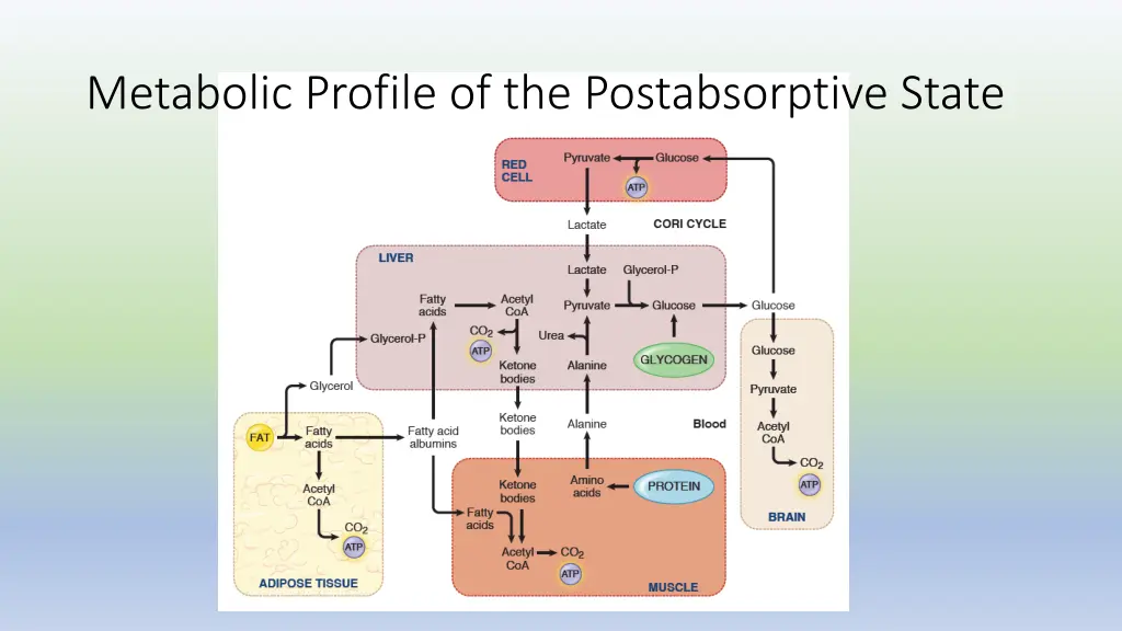 metabolic profile of the postabsorptive state 1