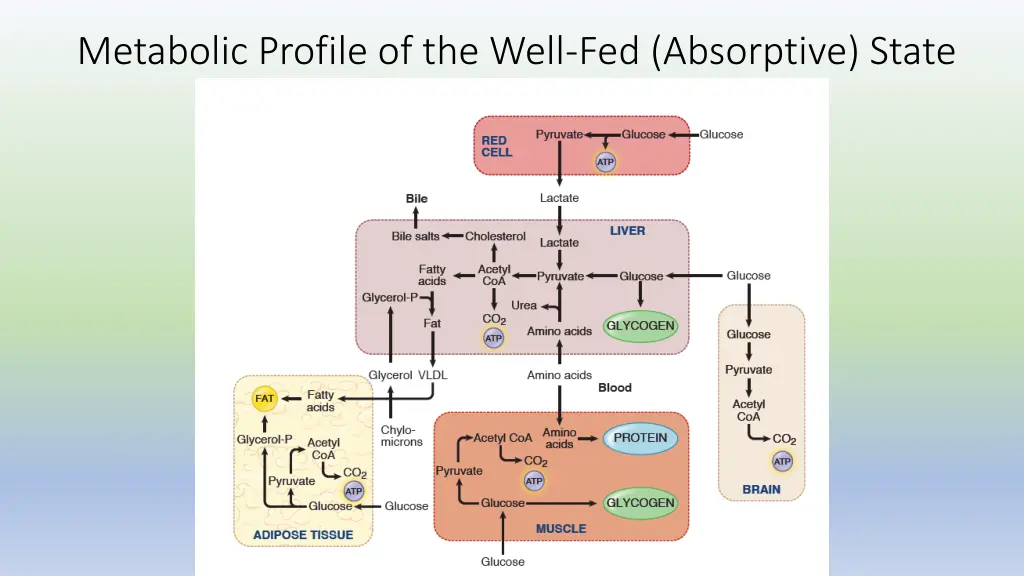 metabolic profile of the well fed absorptive state