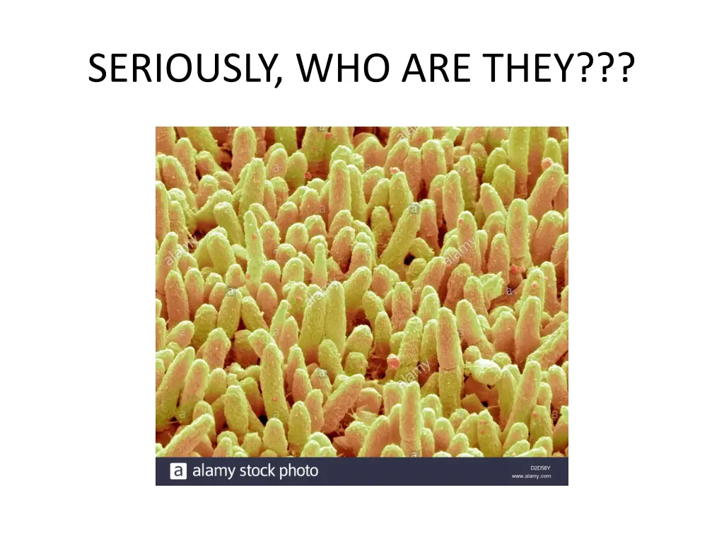 seriously who are they
