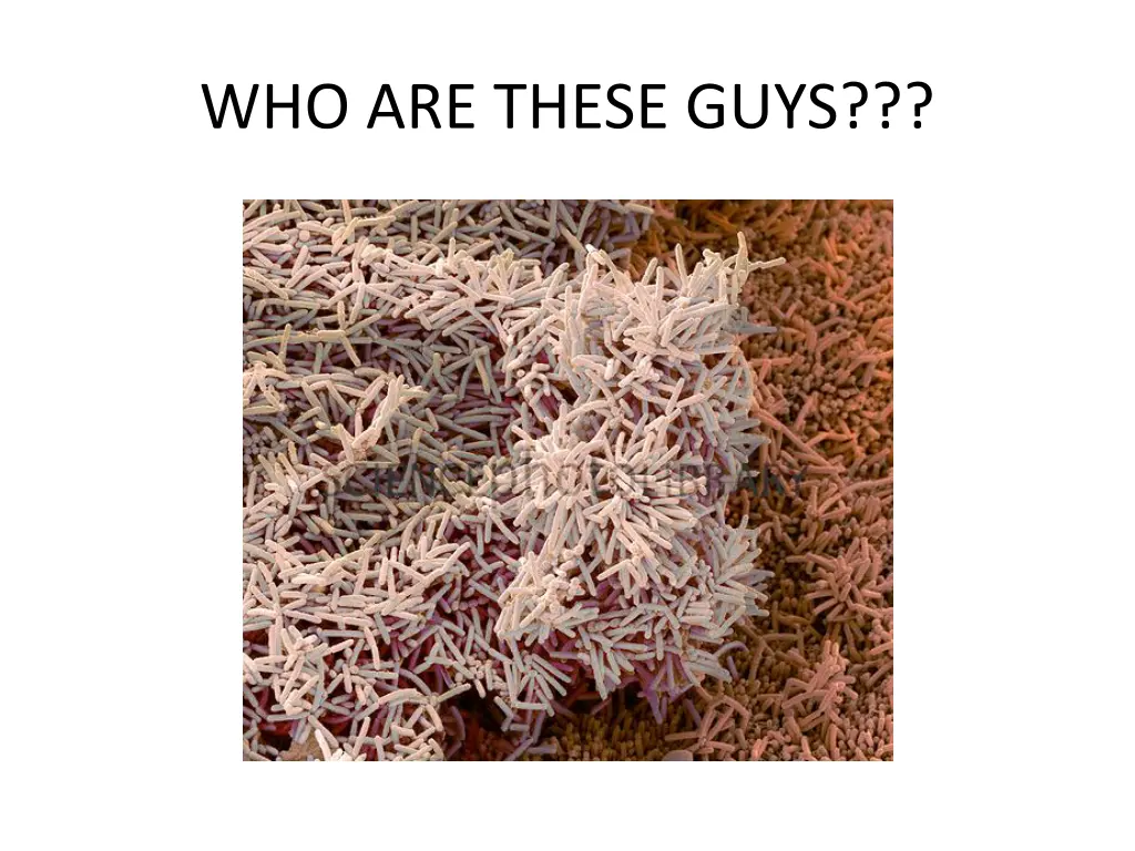 who are these guys