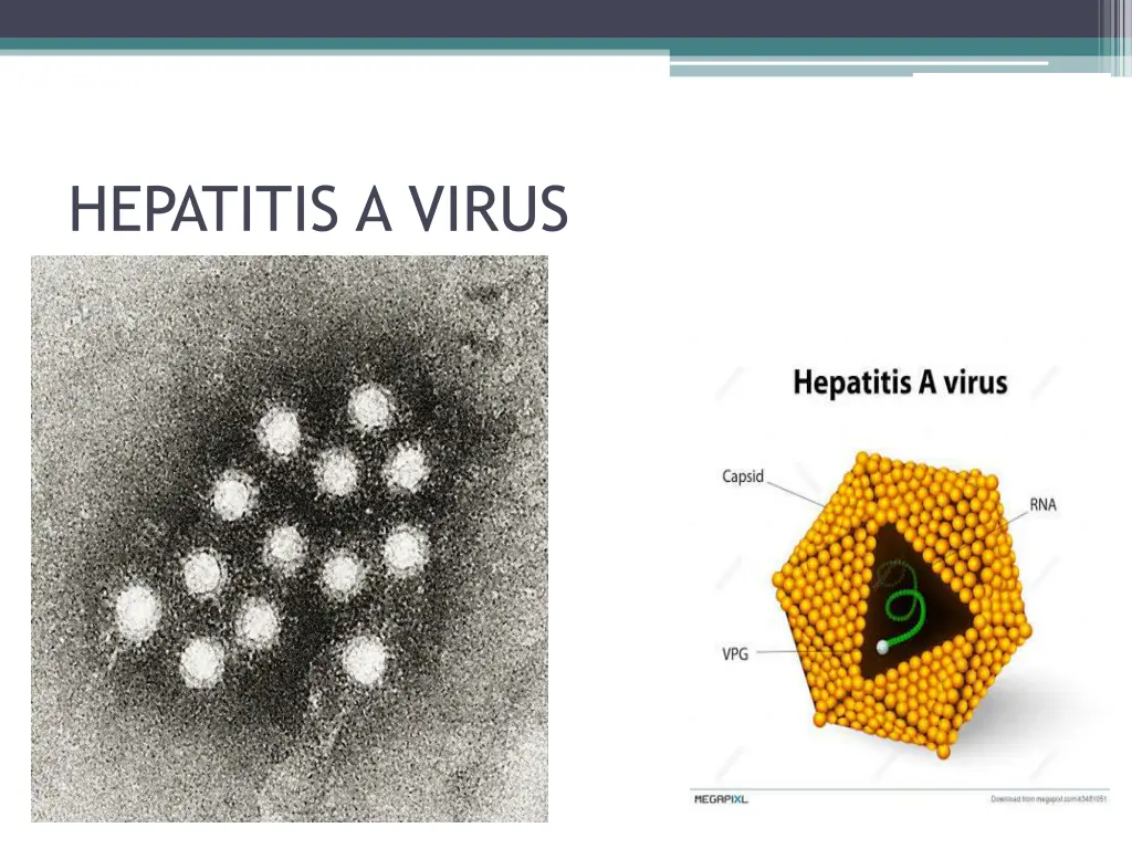 hepatitis a virus 1