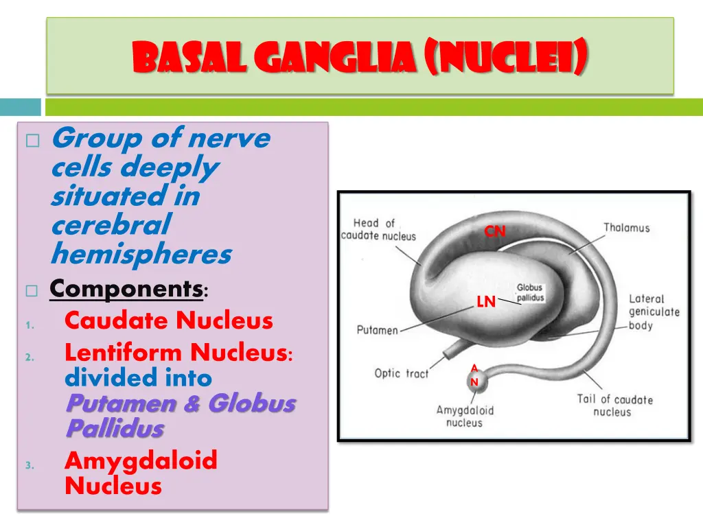basal ganglia nuclei basal ganglia nuclei
