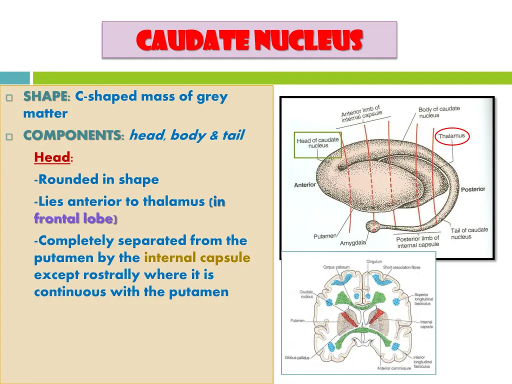 caudate nucleus caudate nucleus