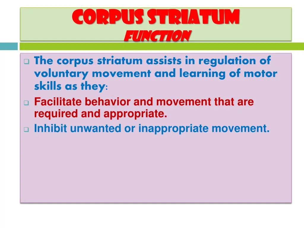 corpus striatum corpus striatum function function