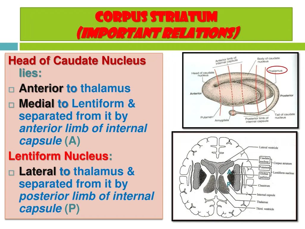 corpus striatum corpus striatum important