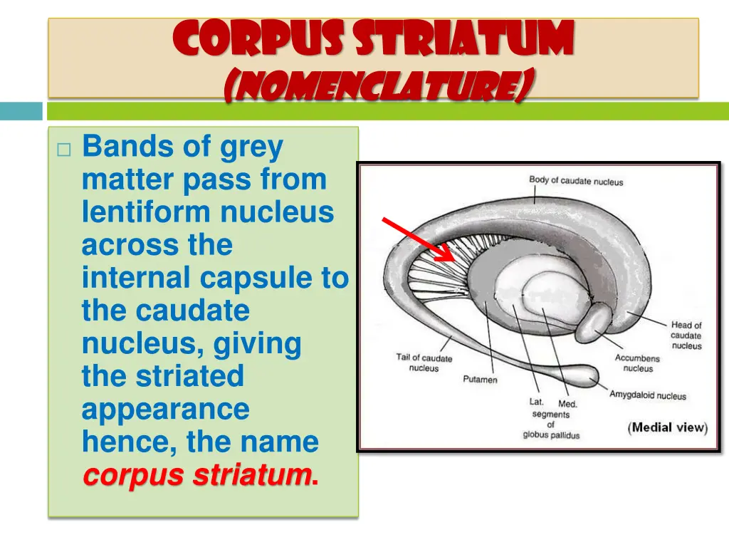 corpus striatum corpus striatum nomenclature