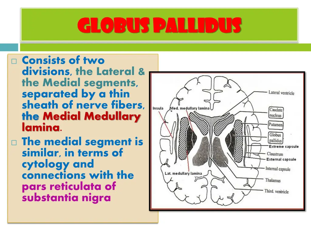 globus pallidus globus pallidus