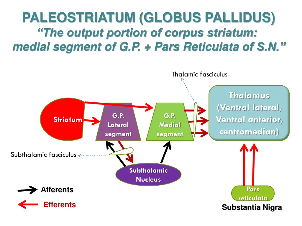 paleostriatum globus pallidus the output portion