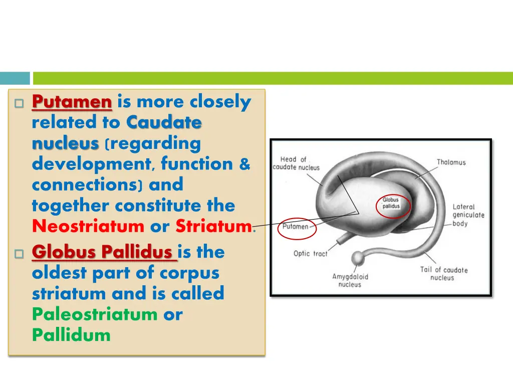 putamen is more closely related to caudate