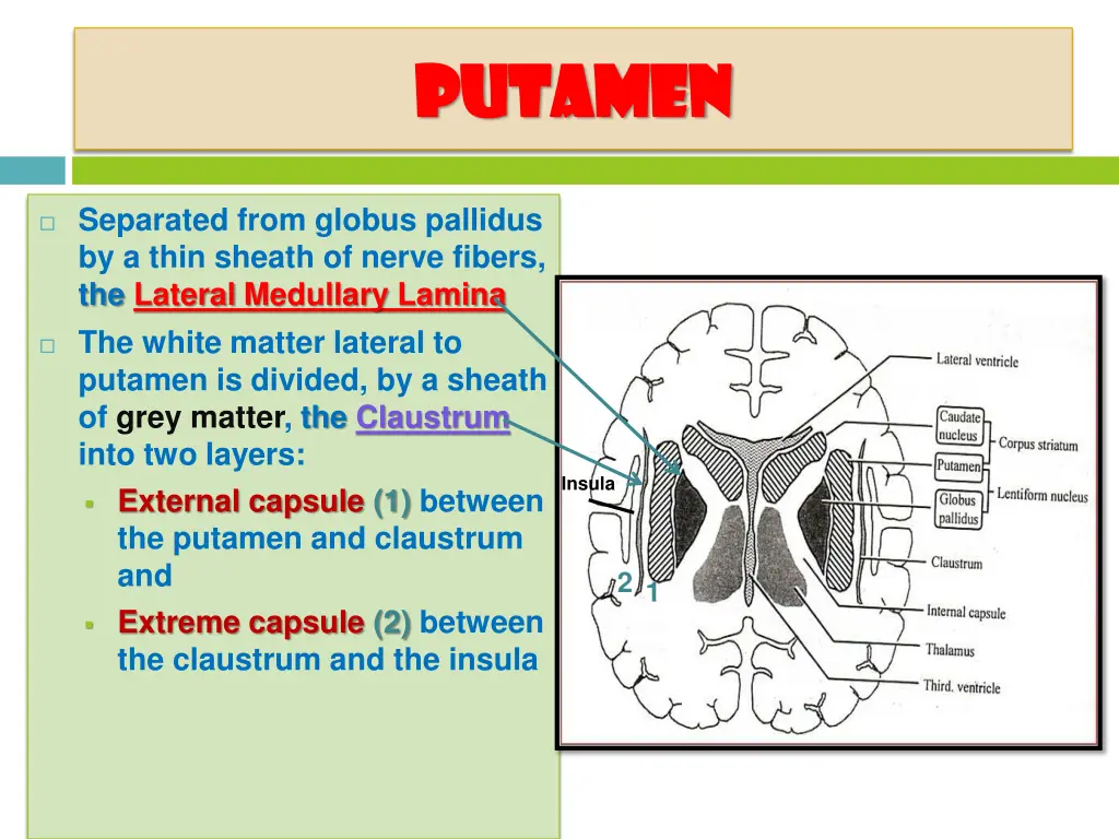putamen putamen