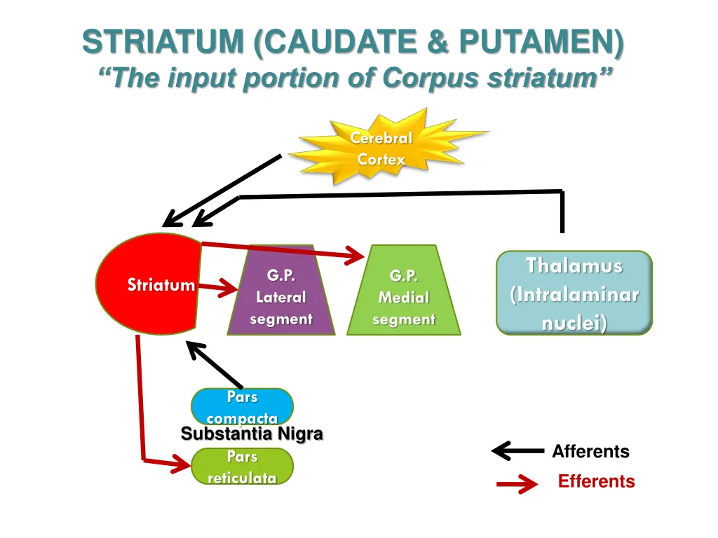 striatum caudate putamen the input portion