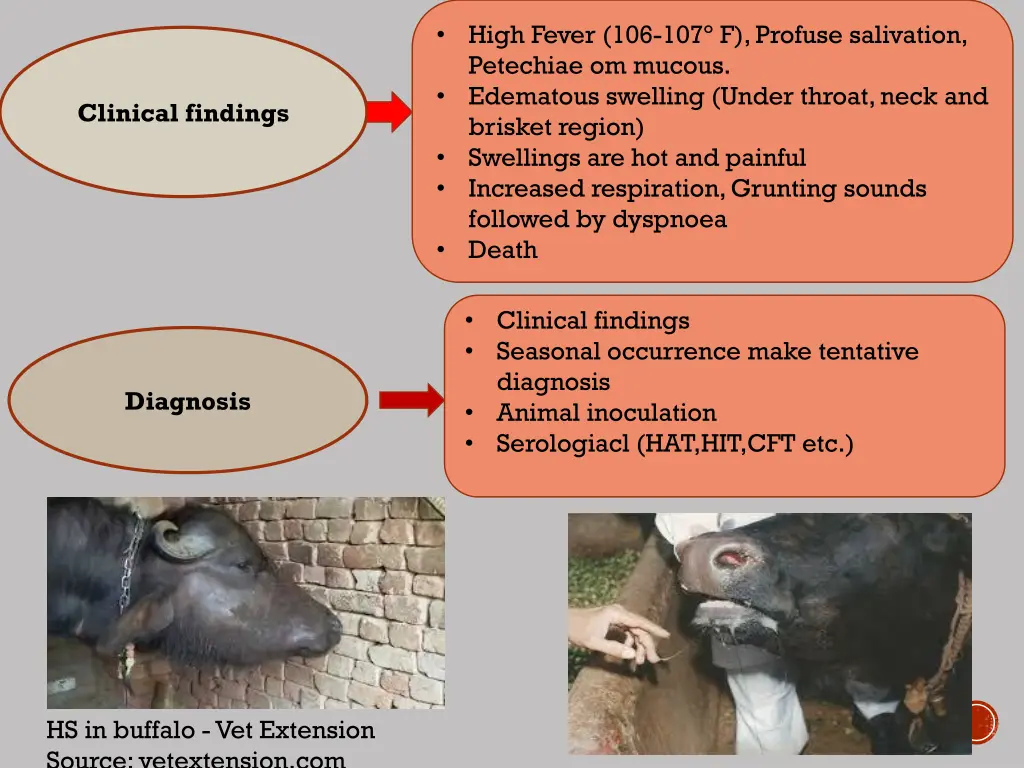 high fever 106 107 f profuse salivation petechiae