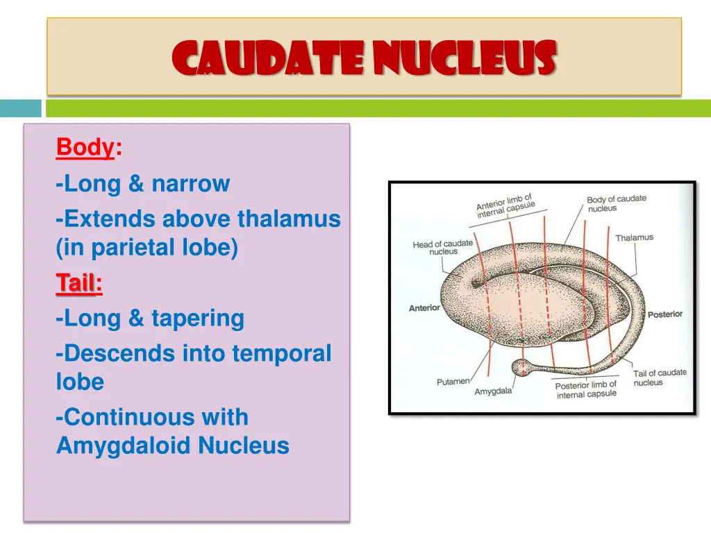 caudate nucleus caudate nucleus 1
