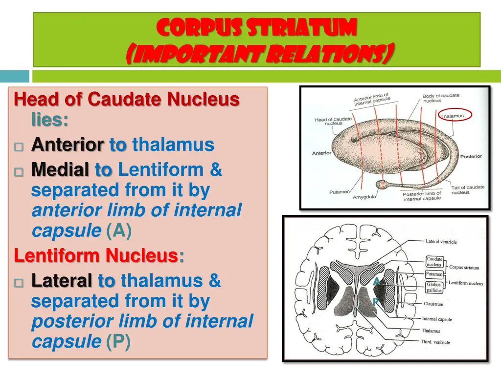 corpus striatum corpus striatum important