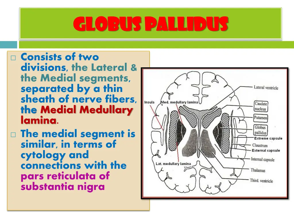 globus pallidus globus pallidus
