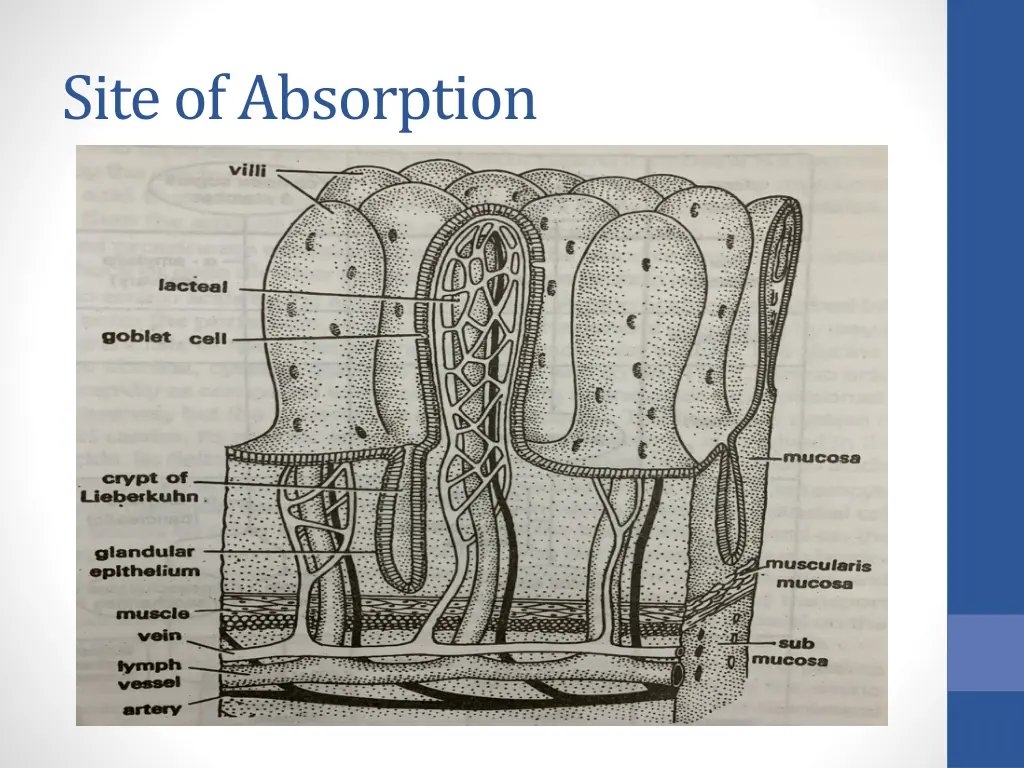 site of absorption