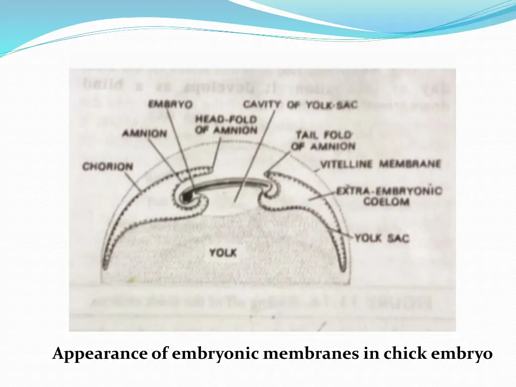appearance of embryonic membranes in chick embryo
