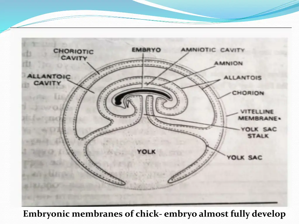 embryonic membranes of chick embryo almost fully