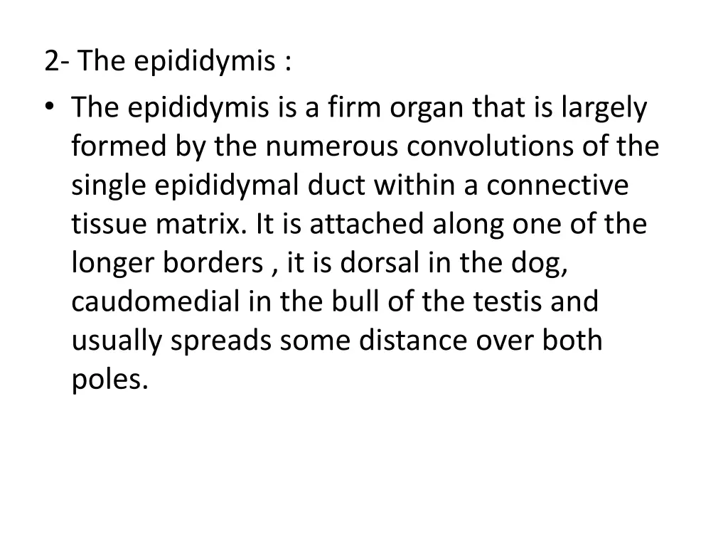 2 the epididymis the epididymis is a firm organ
