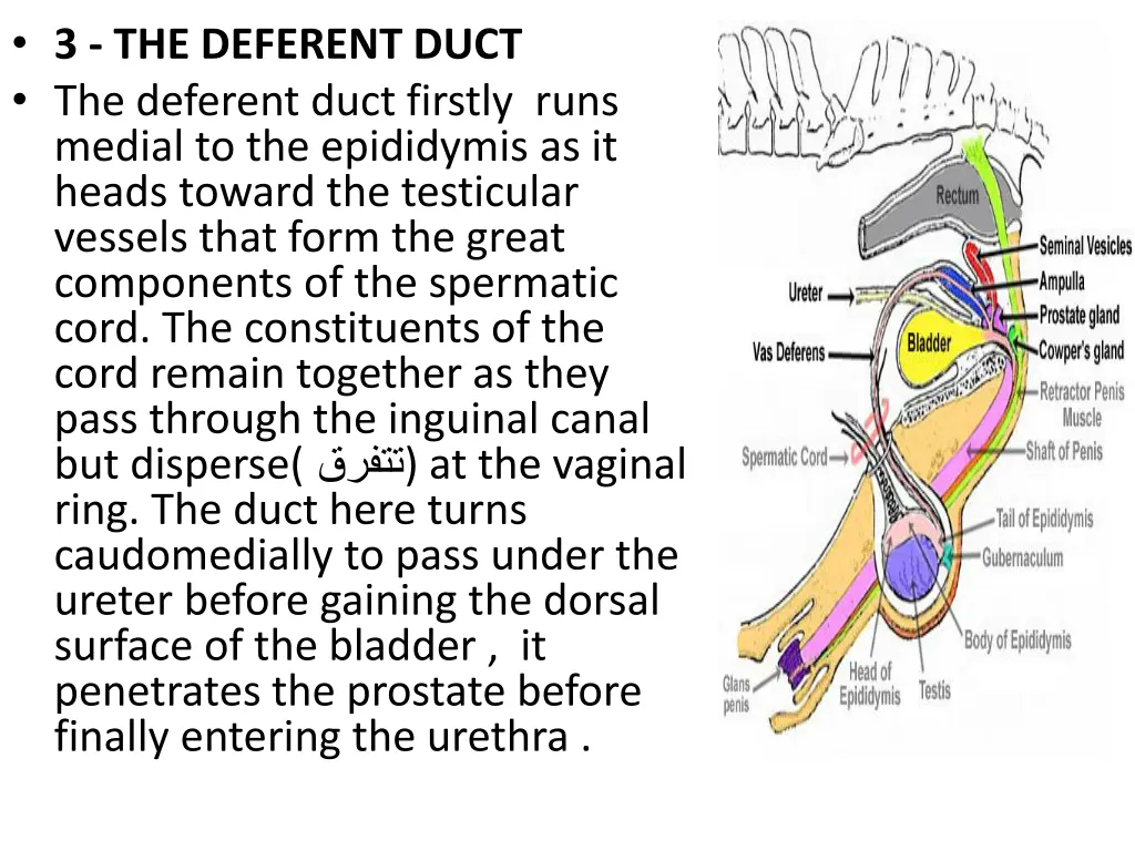 3 the deferent duct the deferent duct firstly