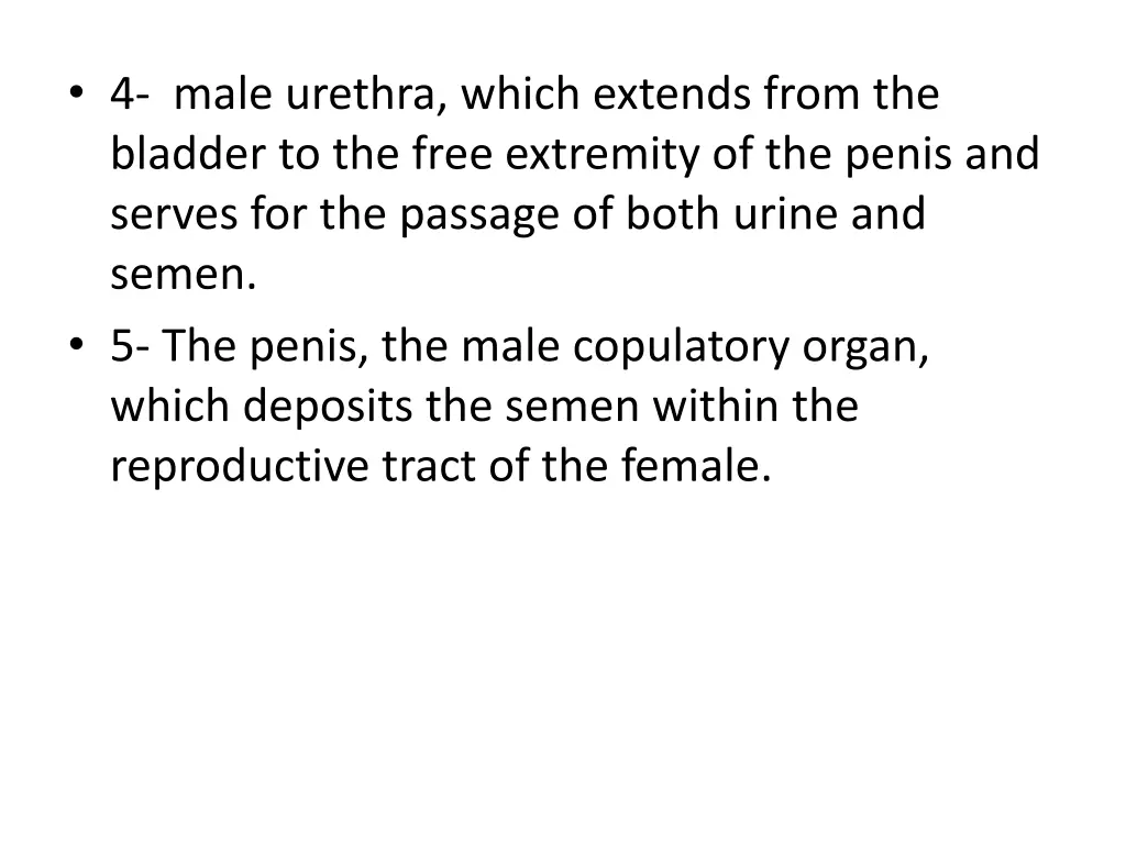 4 male urethra which extends from the bladder