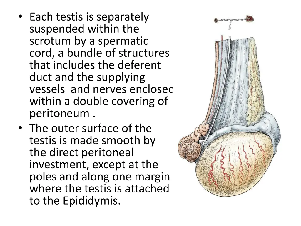 each testis is separately suspended within