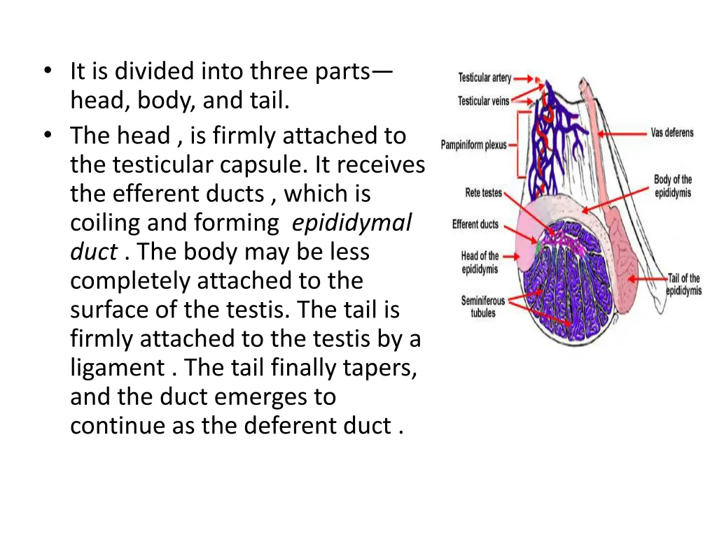 it is divided into three parts head body and tail