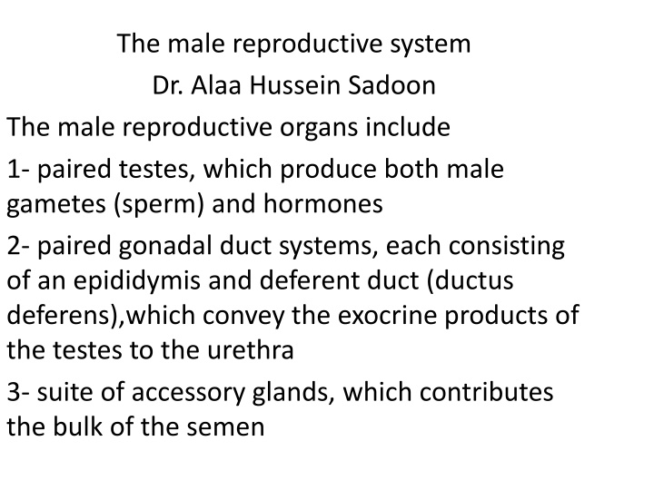 the male reproductive system dr alaa hussein