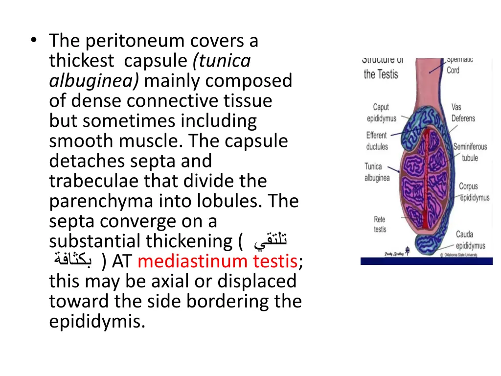 the peritoneum covers a thickest capsule tunica