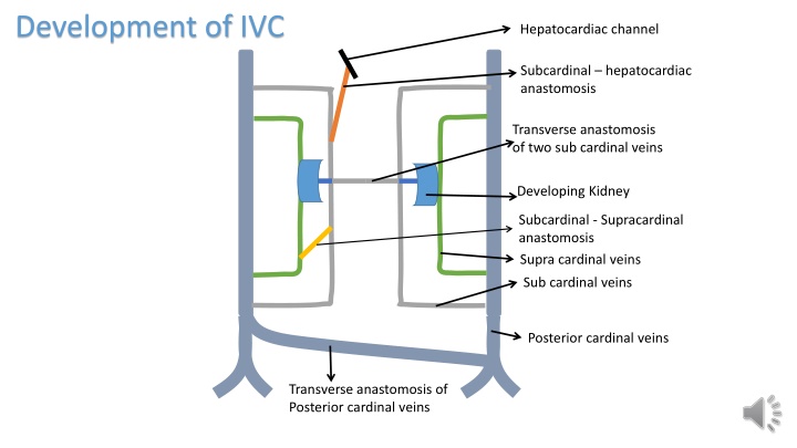development of ivc