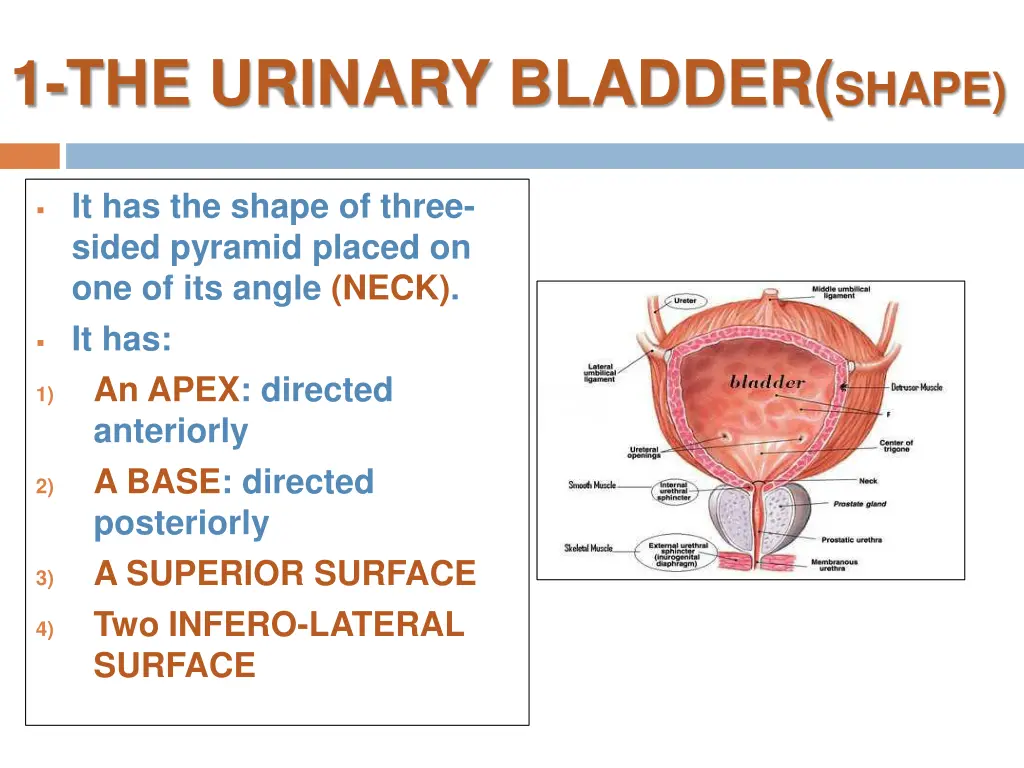 1 the urinary bladder shape
