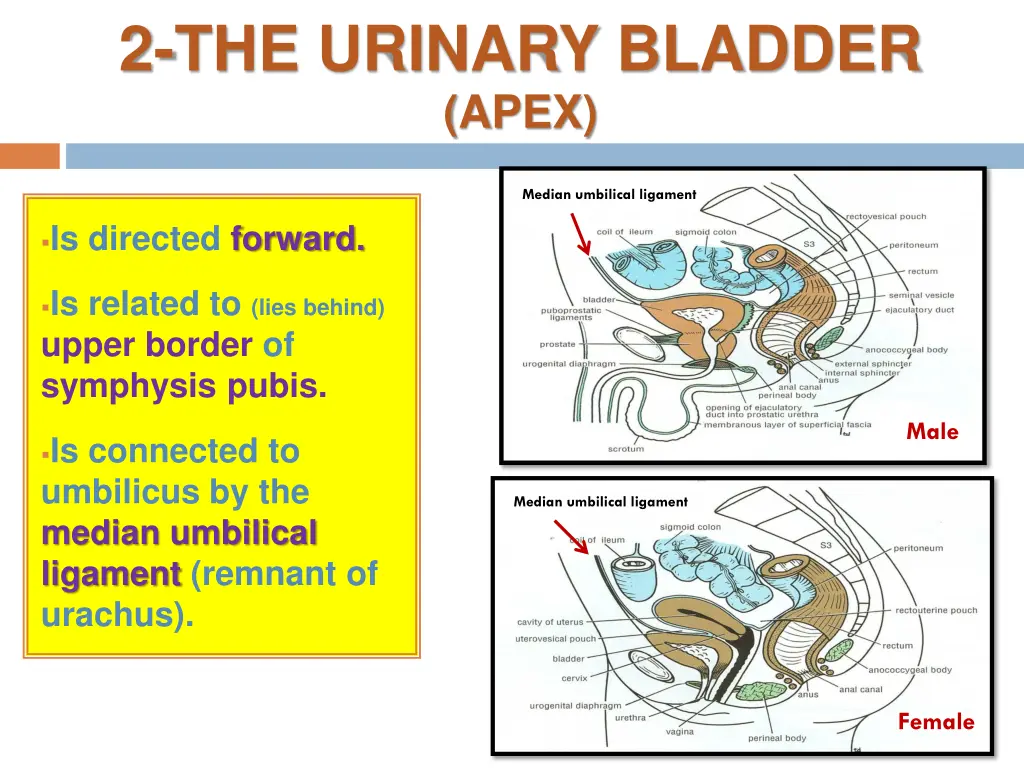 2 the urinary bladder apex
