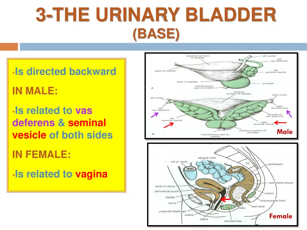 3 the urinary bladder base