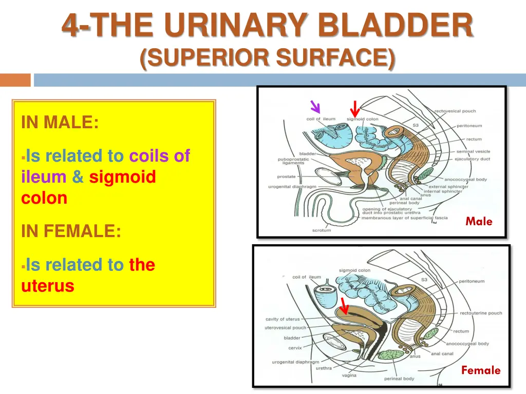 4 the urinary bladder superior surface