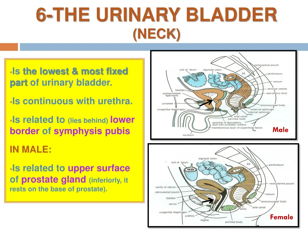 6 the urinary bladder neck
