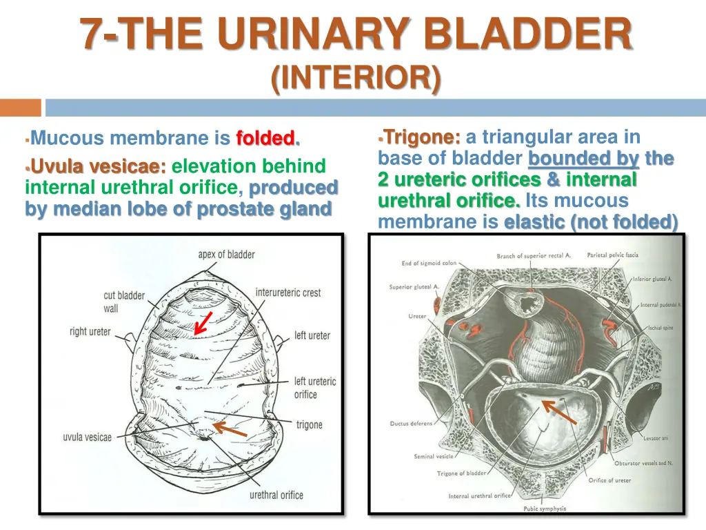 7 the urinary bladder interior